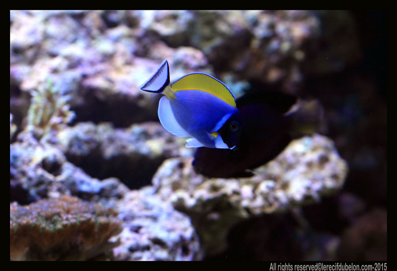 le recif du belon  Acanthurus-leucosternon