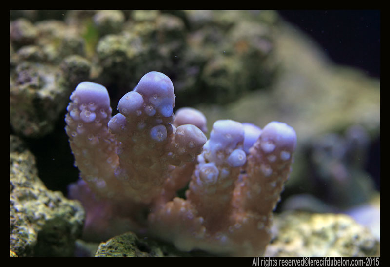 le recif du belon  Acropora-humilis-fidji