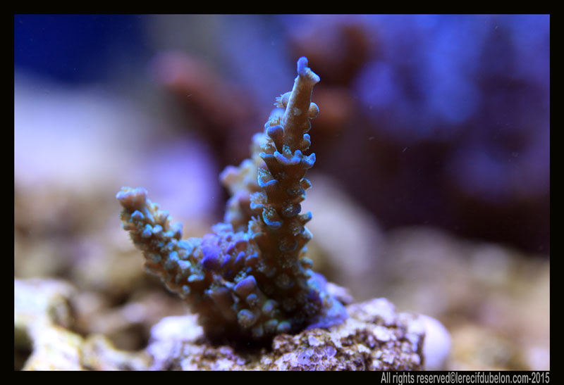 Le recif du belon Acropora