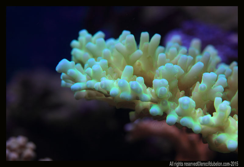 le recif du belon  ACROPORA-GRANULOSA-2