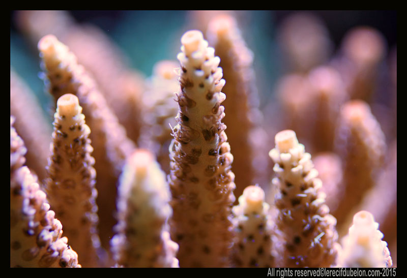 Reef Belon Magazine  ACROPORA-MILLEPORA-ROSE-INDO