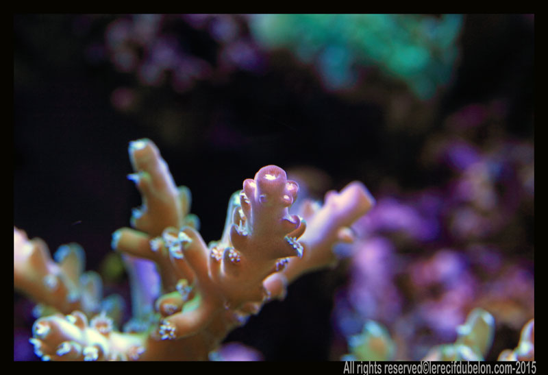 Reef Belon Magazine  ACROPORA-SPP-DES-FIDJI