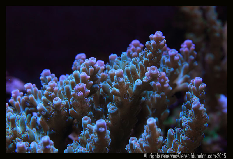 Reef Belon Magazine  Acropora-SPP-INDO