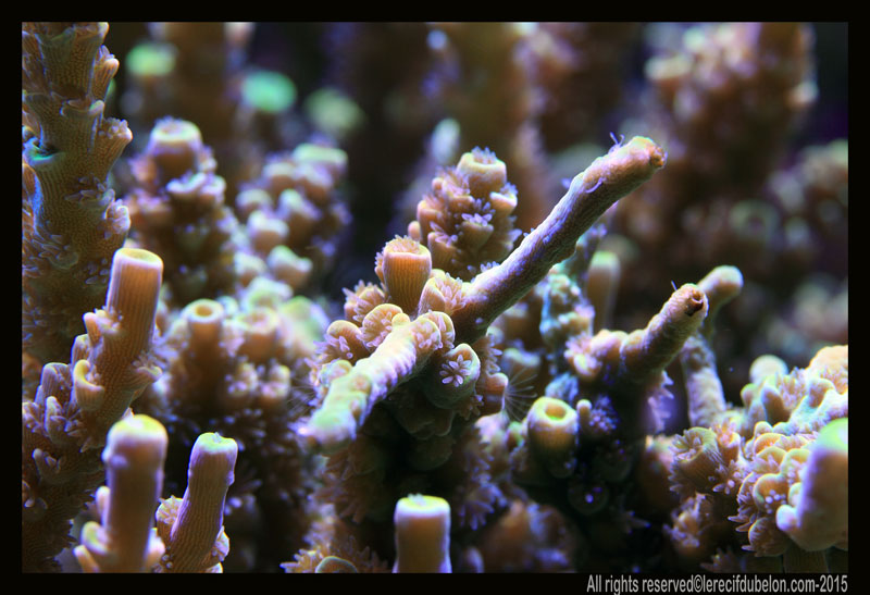 Reef Belon Magazine  Acropora-vermiculata-jaune-INDO