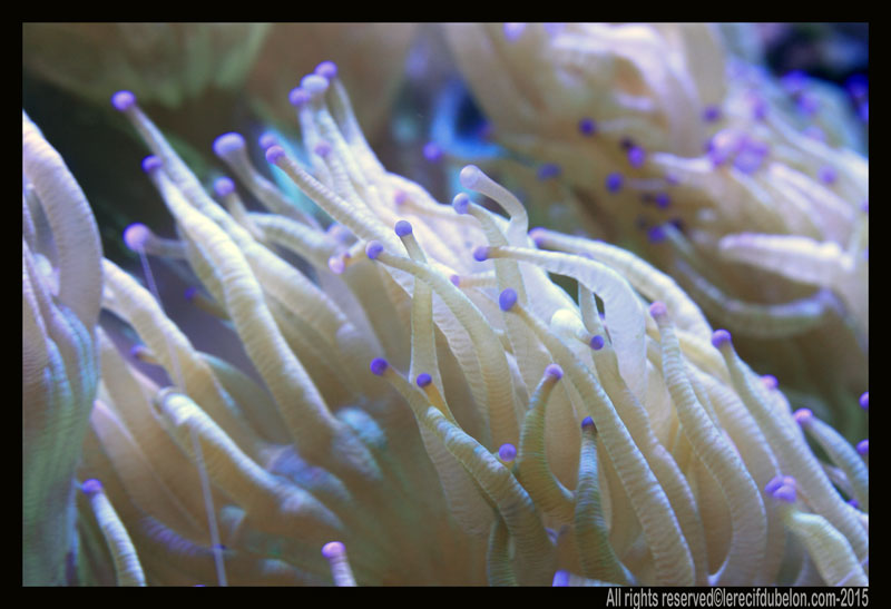 Reef Belon Magazine  CATALAPHYLLIA-pointe-bleu-AUSTRALIE