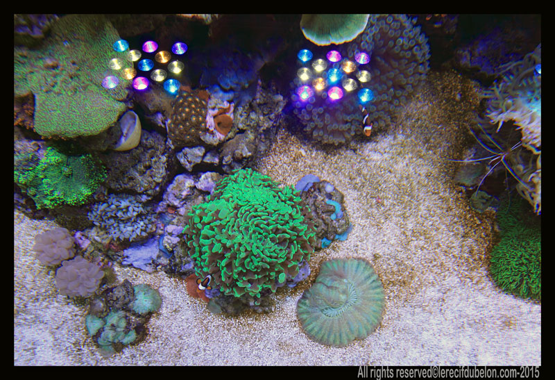 Reef Belon Magazine  EUPHYLLIA-PARANCORA-AUSTRALIE-CYNARYNA-AUSTRALIE