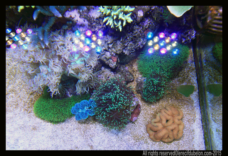 Reef Belon Magazine  Euphyllia-glabrescens-AUSTRALIE-LOBOPHYLIA-DES-FIDJI-BENITIER-MAXIMA-ULTRA