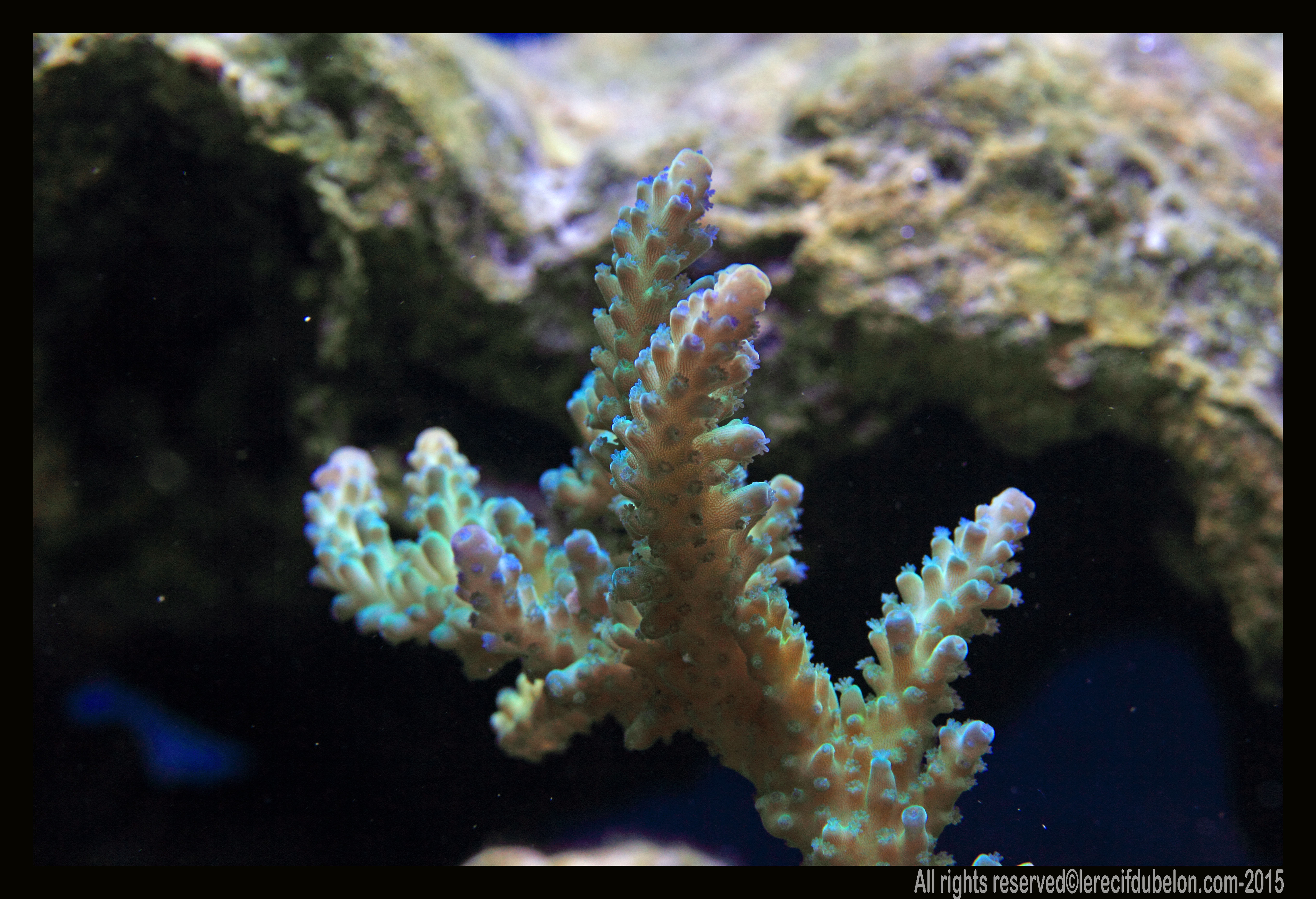 le recif du belon - Page 3 Acropora-sp-2