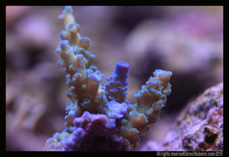 le recif du belon  Acropora-tenuis