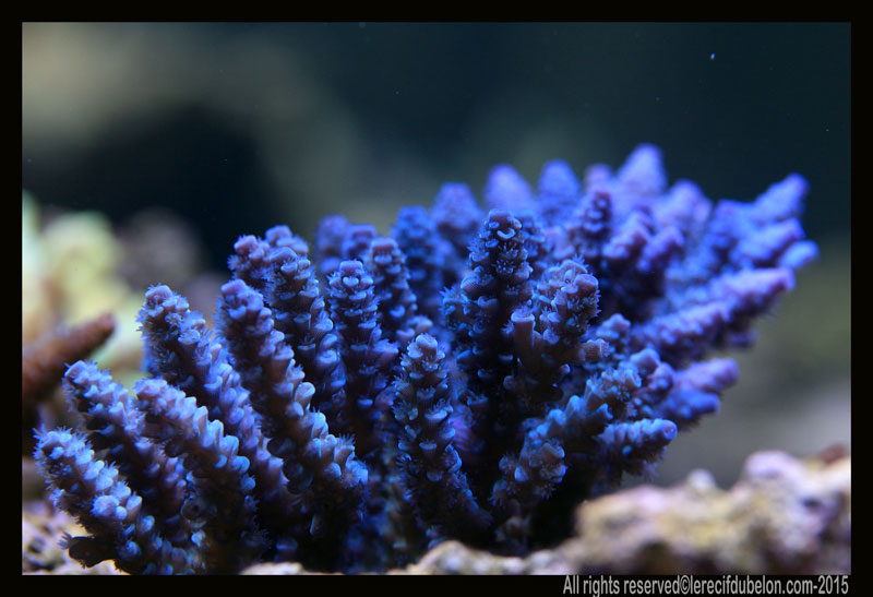 le recif du belon  Acropora-ultra-daustralie