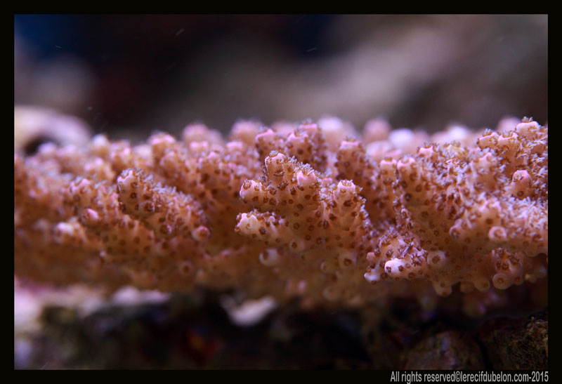 le récif du belon - Page 4 Acropora-Anthocercis-dorigine-australie