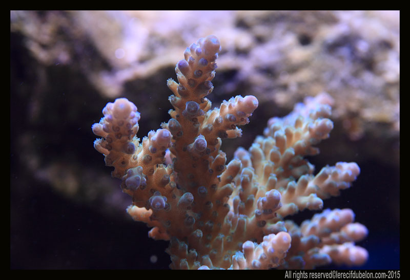 le recif du belon  Acropora-divaricata