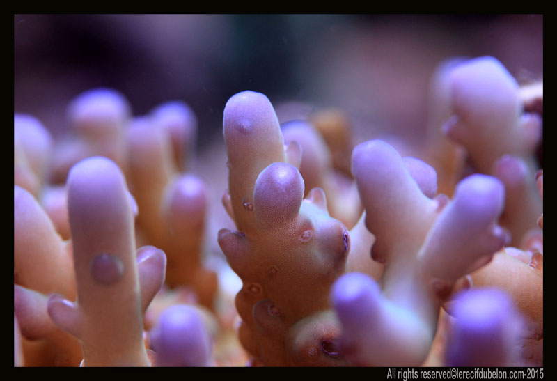 le recif du belon  Acropora-loripes