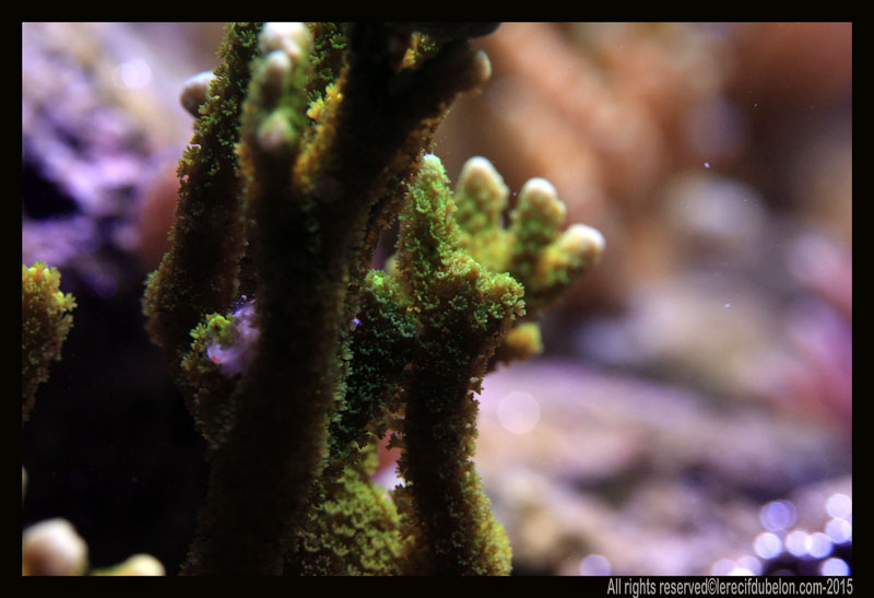 le recif du belon  Montipora-digitata-vert