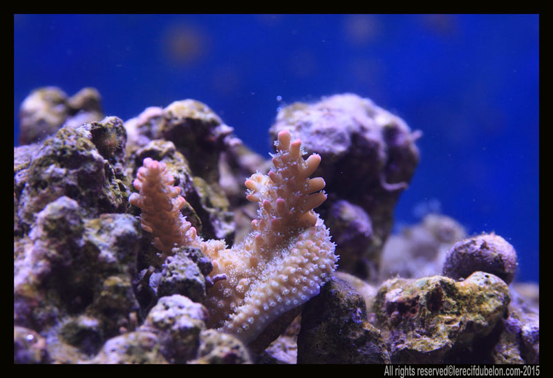 Le recif du belon Acropora-microclados