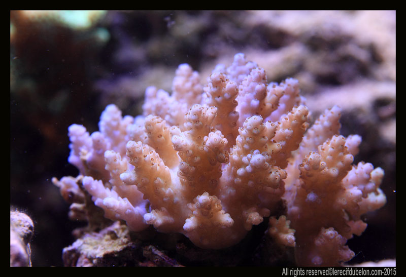 le recif du belon  Acropora-sp-pas-de-nom-origine-fidji