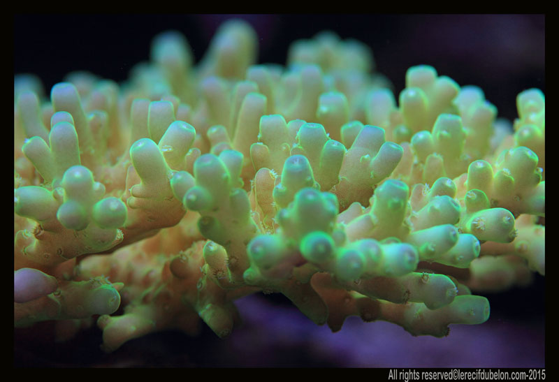 Le recif du belon Acropora-granulosa