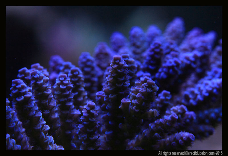 Le recif du belon Acropora-tenuis-bleu-ultra