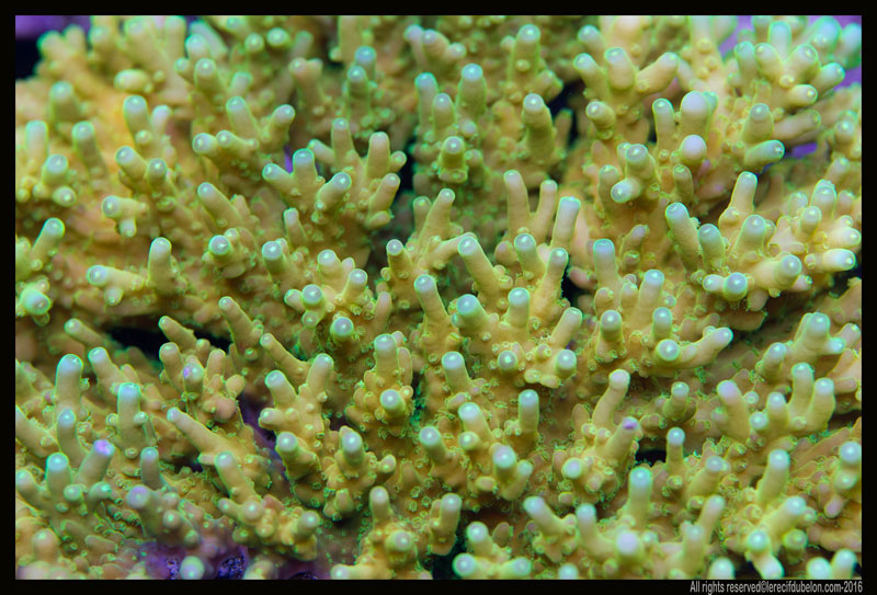 le récif du belon - Page 5 Acropora-granulosa-3-1