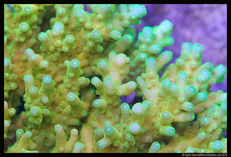 Le recif du belon Acropora-granulosa