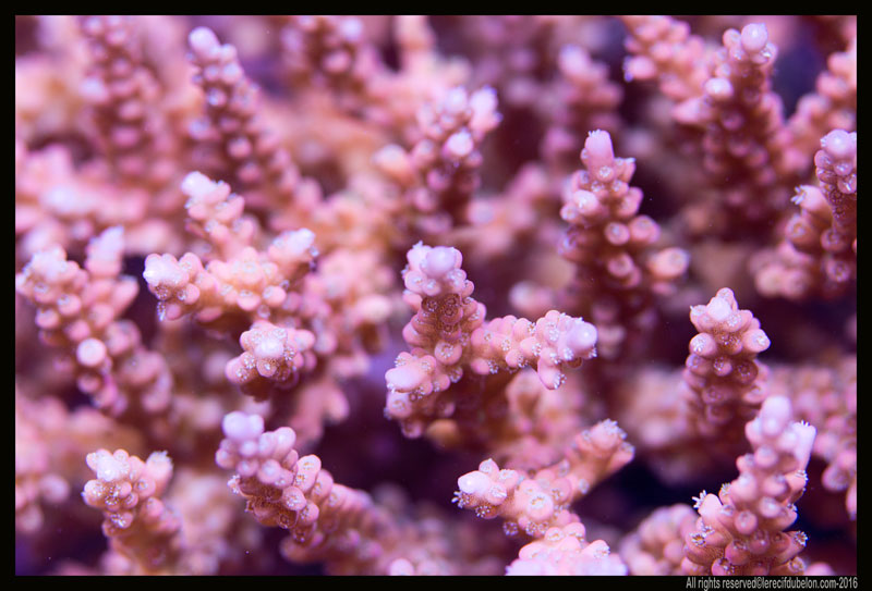 Le recif du belon Acropora-stellatta