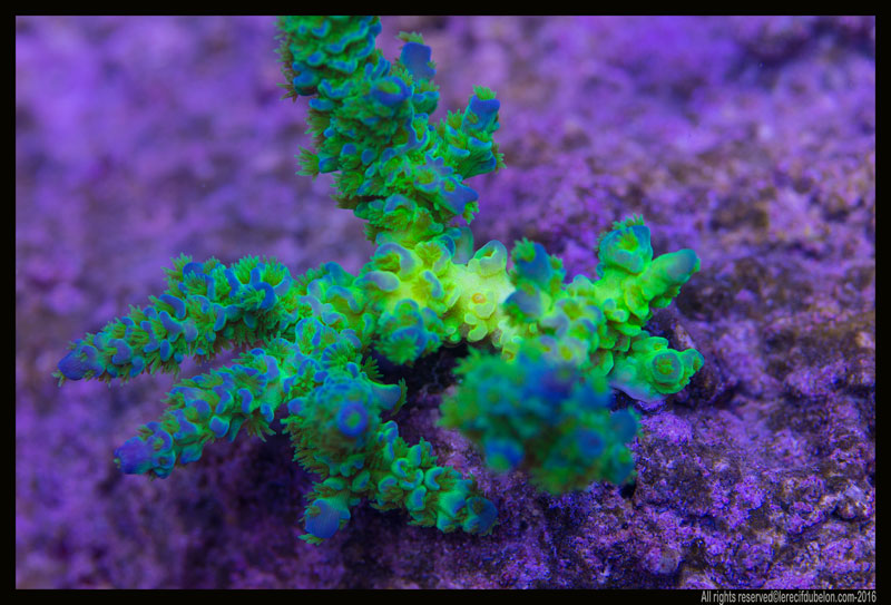 Le recif du belon Acropora-tenuis-bleu-ultra-2