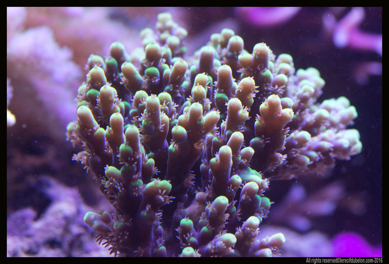 le recif du belon - Page 7 Acropora-sp-3