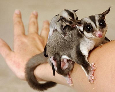 HELP! Poissons qui meurt à tour de rôle Phalanger-Volant-ou-Sugar-Glider.