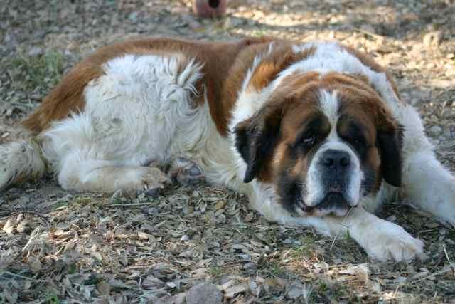 [résolu]Violine femelle saint Bernard 7 ans poils longs Violine