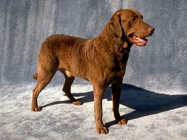  Retriever de la baie de Chesapeake  Chesapeake-bay-retriever-01