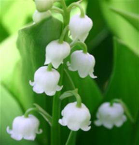 presentation Muguet1