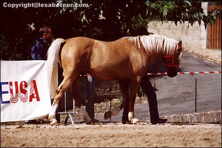 Le palomino Western001