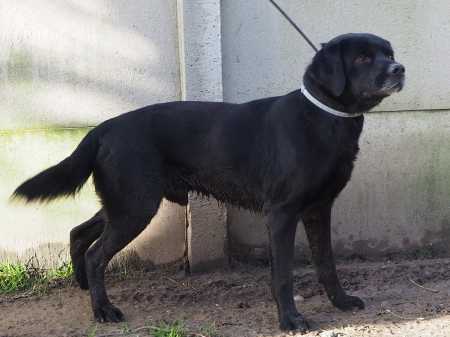 IROUN - x labrador 9 ans (6 ans de refuge) Les Amis des Betes à Medis près de Royan (17) 1611160857_iroun