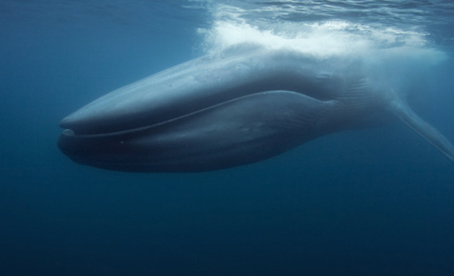 Le Saviez-vous ? Le plus gros animal de la planète ! Baleine-bleue