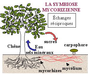 Les Cèpes Symbiose