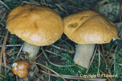 La saison à débuté pour les morilles dans notre région. Bolet%20des%20bouviers