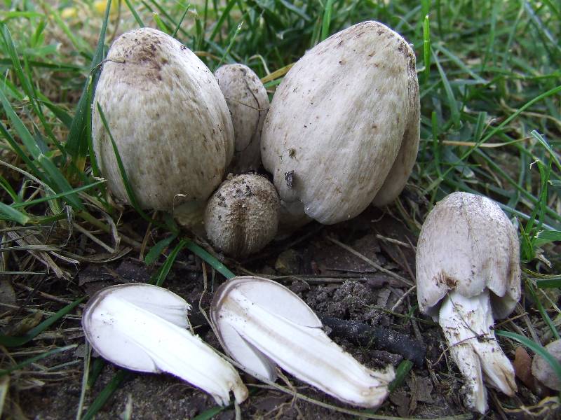 [Survival] prairies: champignons Coprin%20noir%20d%27encre