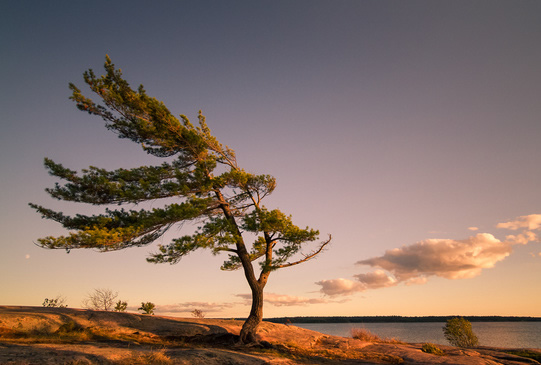 votre - Les arbres ont-ils une influence sur votre spiritualité ? - Page 30 Arbre-incline-par-le-vent