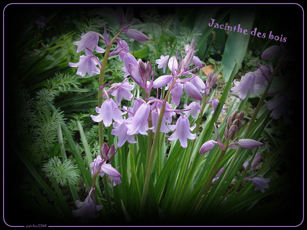 MUSCARI A TOUPET(fleurs)BOURRACHEMES +JACINTHE DES BOIS et autres 1000cadreDSC03147