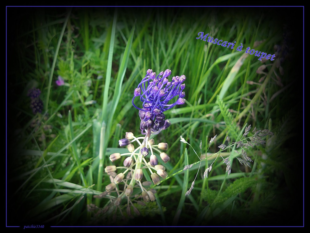 MUSCARI A TOUPET(fleurs)BOURRACHEMES +JACINTHE DES BOIS et autres 1000cadreDSC03478