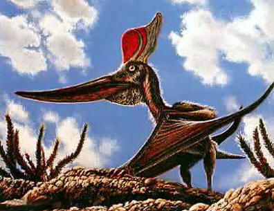 أنواع الديناصورات Pteranodon