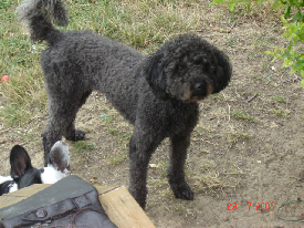 vickie, caniche noire de 2 ans ( 77) Vickie0