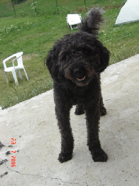 vickie, caniche noire de 2 ans ( 77) Vickie20