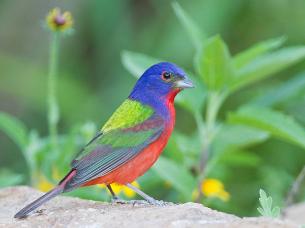 Oiseau Martine 27/08 trouvé par Ajonc et Jov 93100bab