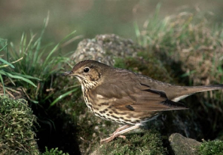 l'oiseau de martin du 14 Août trouvé par Blucat Medium_grive_musicienne