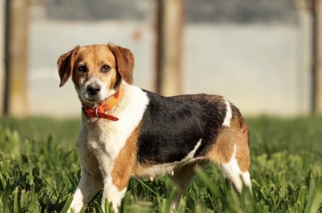 VENUS - x beagle 10 ans - Refuge les oubliés de Saint Beart à Castellsarrasin Moissac (82) 116798709e8eb0d57af33ae01f451d18f