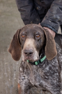 HALIA - braque allemand 9 ans -  Refuge les oubliés de saint Beart à Castellsarrasin (82) 1278d465d388f5647f99a69fb40369c1f