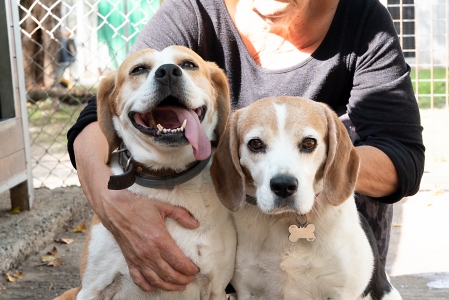 GALA 10 ans et HARLEY 9 ans - beagles - Refuge les oubliés de Saint Beart à Castellsarrassin Moissac (82) 2bb50944b0662f62da5e26cd3ab6de11f