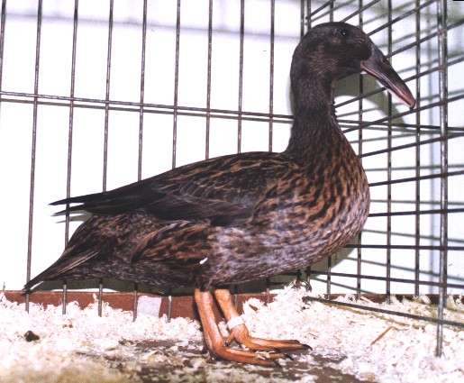 Canard a bec courbé Krombekdonkerwildkleuravivaria200495