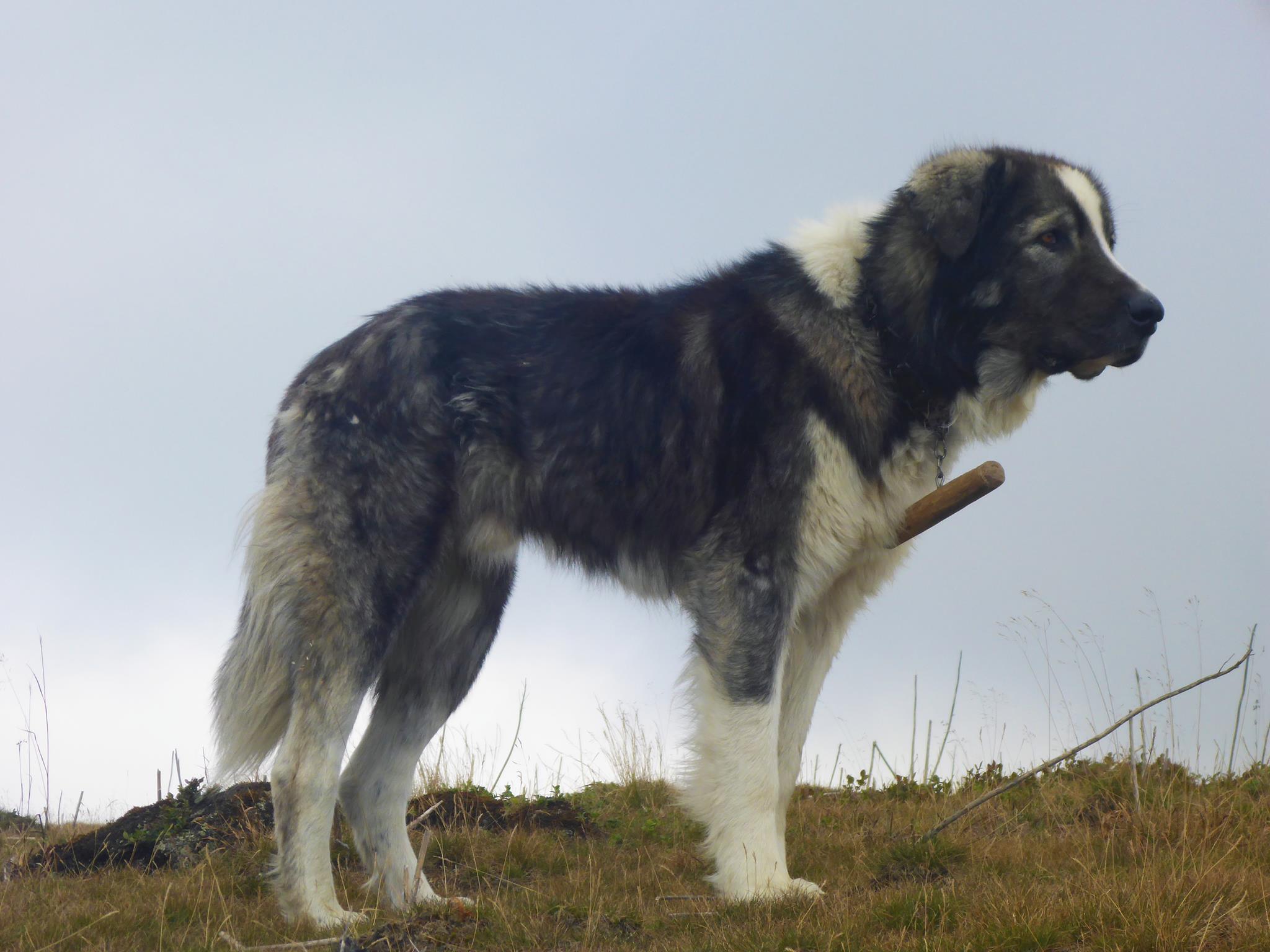 Chien infatigable en promenade, ne fait que courir - Page 5 72